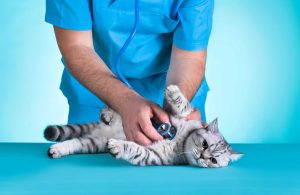 The Ultimate Guide to Cat Health: Key Tips and Vet Advice for Every Stage of Life
