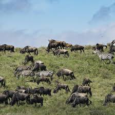 Wildlife and Ecosystems: Conservation for a Thriving Planet