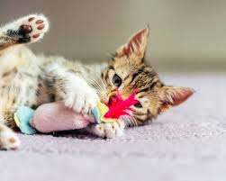 Cat Behavior Tips & Information from Cat Experts