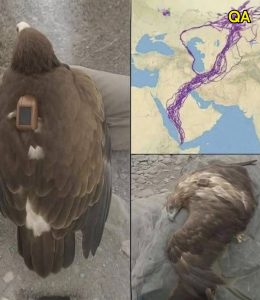 HT20. For 20 years, an eagle equipped with GPS puzzled scientists: reco… See more